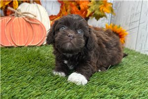 Vivian - Shih-Poo for sale