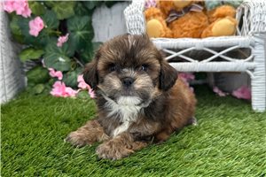 Ricardo - Shih-Poo - Shihpoo for sale