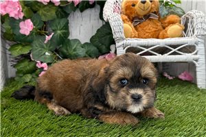 Reba - Shih-Poo - Shihpoo for sale