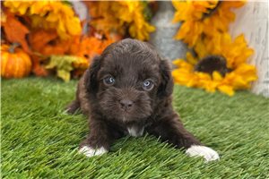 Vivian - Shih-Poo - Shihpoo for sale