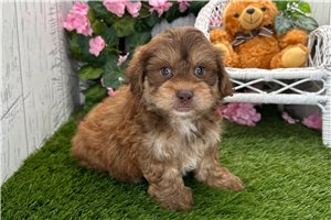 Rhett - Shih-Poo - Shihpoo for sale