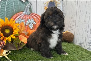 Valerie - Shih-Poo for sale