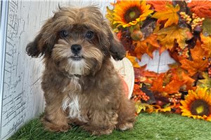Whiskers - Shih-Poo for sale