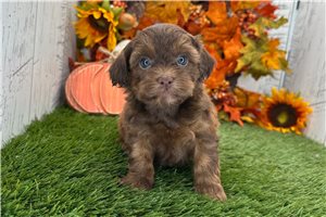 Violet - Shih-Poo for sale