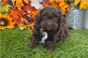 Percy - Shih-Poo for sale
