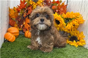 Whiskers - Shih-Poo - Shihpoo for sale