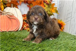 Vance - Shih-Poo for sale