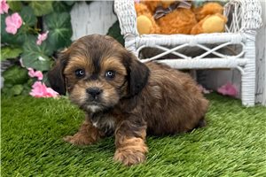 Reginald - Shih-Poo - Shihpoo for sale