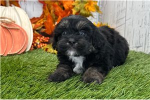 Vanessa - Shih-Poo for sale