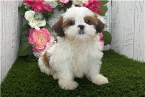 Ezra - Shih Tzu for sale
