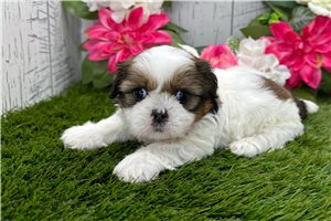 Tasha - Shih Tzu for sale