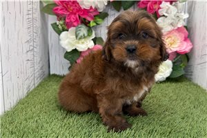 Norman - Shih Tzu for sale