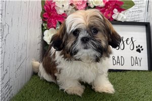 Gage - Shih Tzu for sale