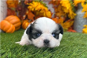 Tyler - Shih Tzu for sale