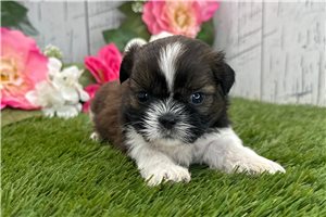 Bronson - puppy for sale