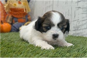 Sullivan - Shih Tzu for sale