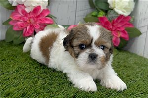 Teesha - puppy for sale