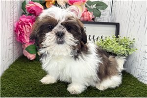 Francisco - Shih Tzu for sale