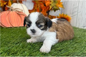 Kali - Shih Tzu for sale
