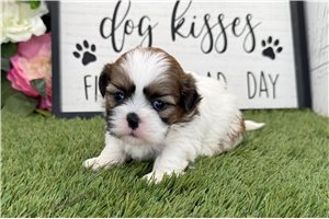 Otto - puppy for sale
