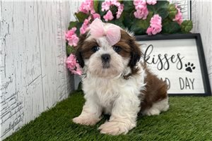 Thea - Shih Tzu for sale