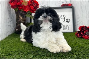 Samuel - Shih Tzu for sale