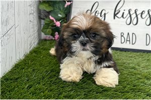 Tito - Shih Tzu for sale