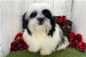 Fern - Shih Tzu for sale