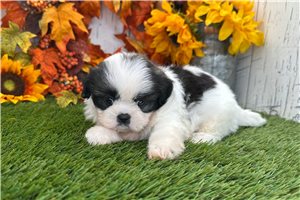 Rachel - Shih Tzu for sale