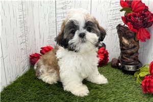 Leon - Shih Tzu for sale