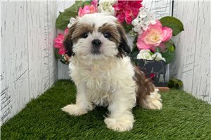 Steve - Shih Tzu for sale