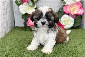 Lucky - Shih Tzu for sale