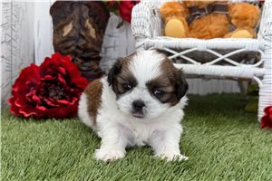 Ryan - puppy for sale