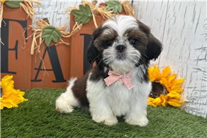 Brady - Shih Tzu for sale
