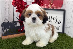 Holden - Shih Tzu for sale