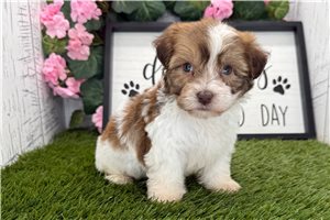 Figaro - puppy for sale