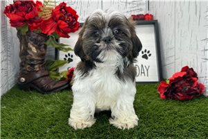 Santiago - puppy for sale