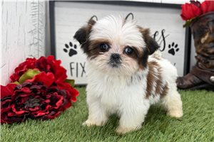 Leilani - Shih Tzu for sale