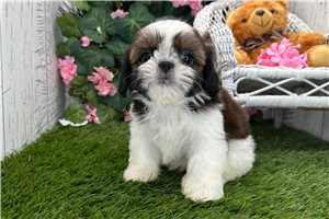 Brady - Shih Tzu for sale