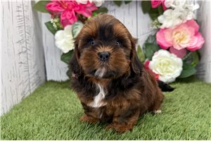 North - Shih Tzu for sale