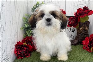 Solomon - Shih Tzu for sale