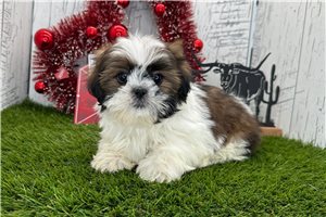 Giselle - Shih Tzu for sale