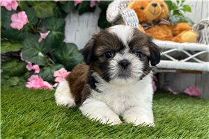 Baxter - Shih Tzu for sale