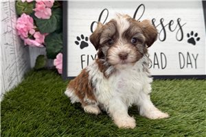 Forrest - Havanese for sale