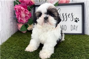 Elijah - Shih Tzu for sale