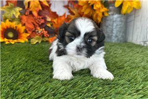 Vicky - Shih Tzu for sale