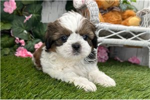 Brent - Shih Tzu for sale