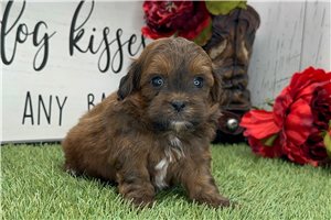 Natalia - puppy for sale