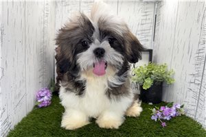 Gunther - Shih Tzu for sale