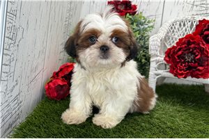 Gustavo - Shih Tzu for sale